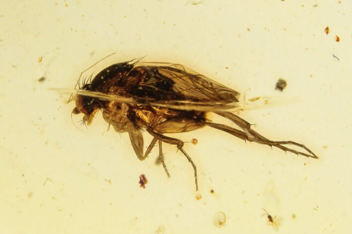 Polished Colombian Copal ( g) - Contains Insects! #263997